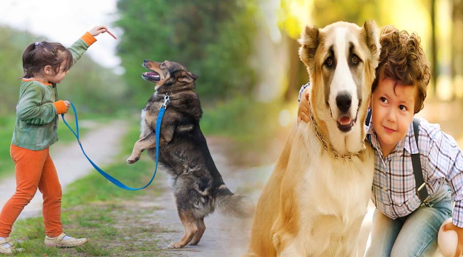 The Importance Of Getting Your Dogs Trained By Professionals