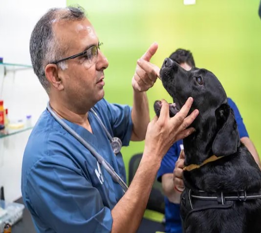 Picking the Perfect Animal Care Center for Your Pet