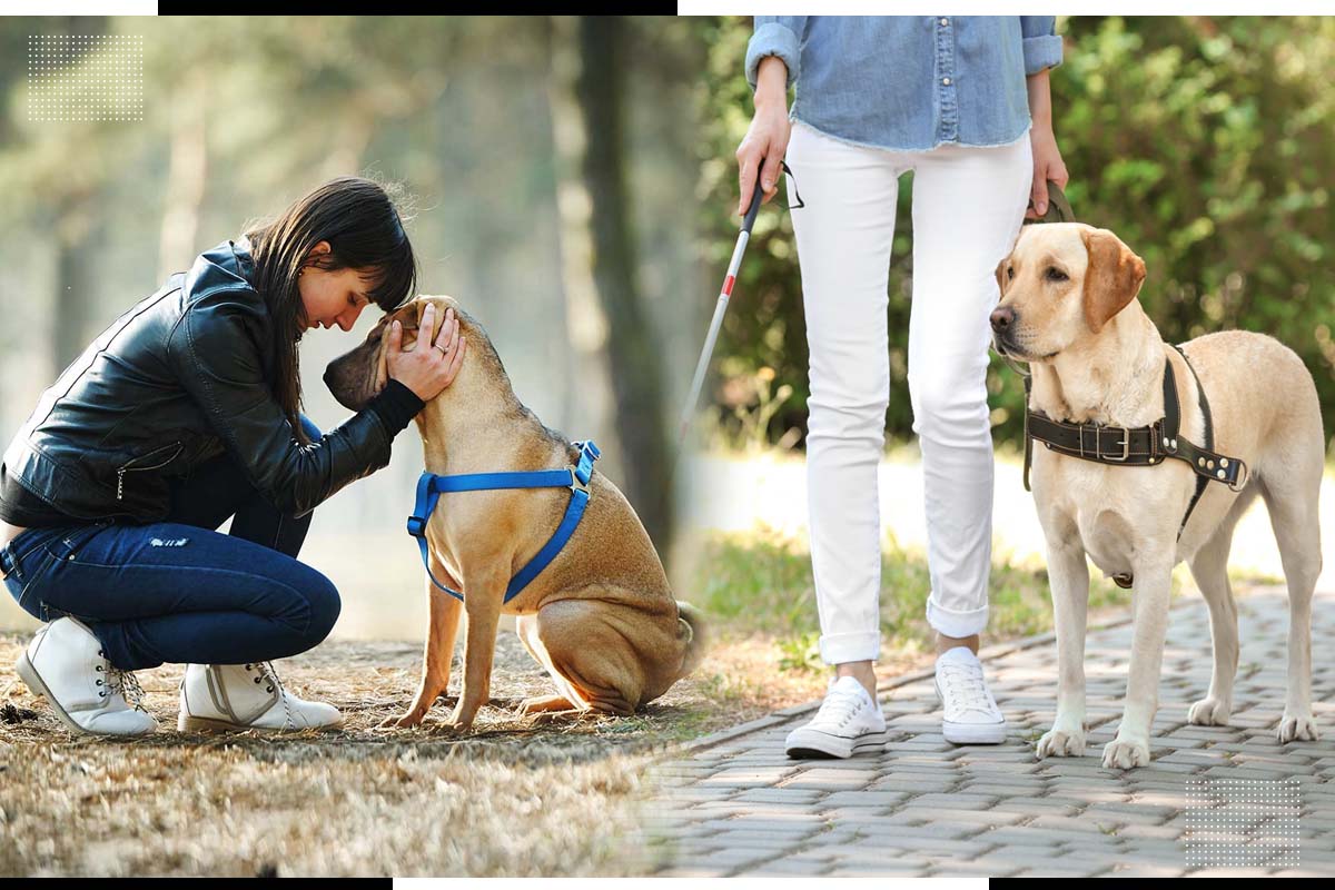 CMAC – MULTIPURPOSE COMPANION DOGS TO ASSIST YOU EVERYWHERE