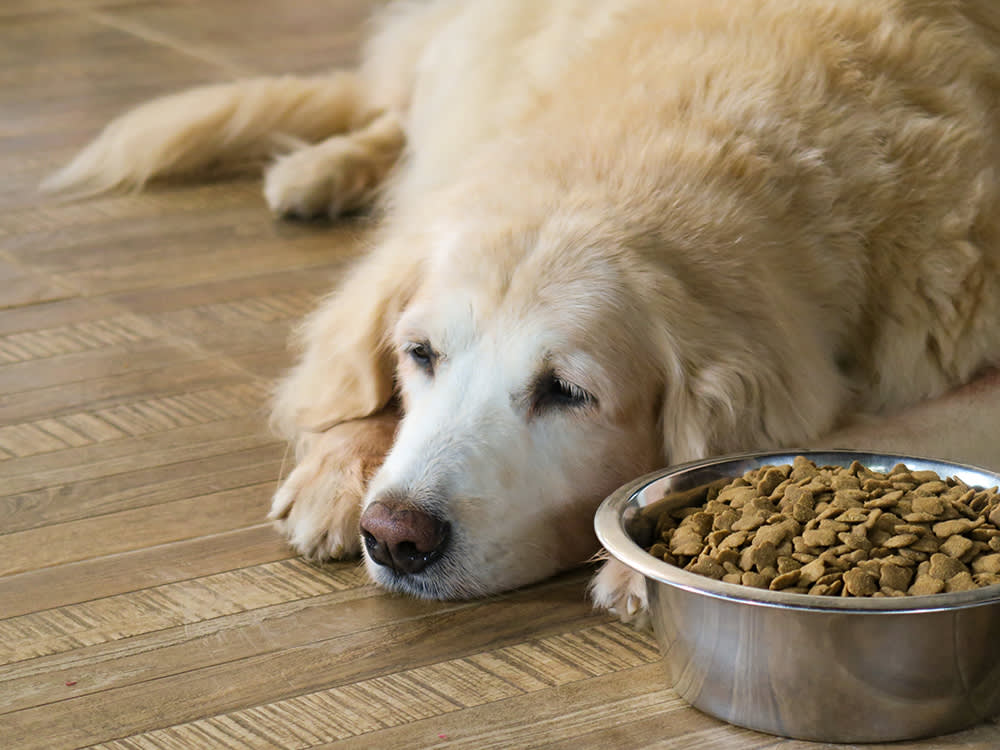pancreatitis-in-dogs
