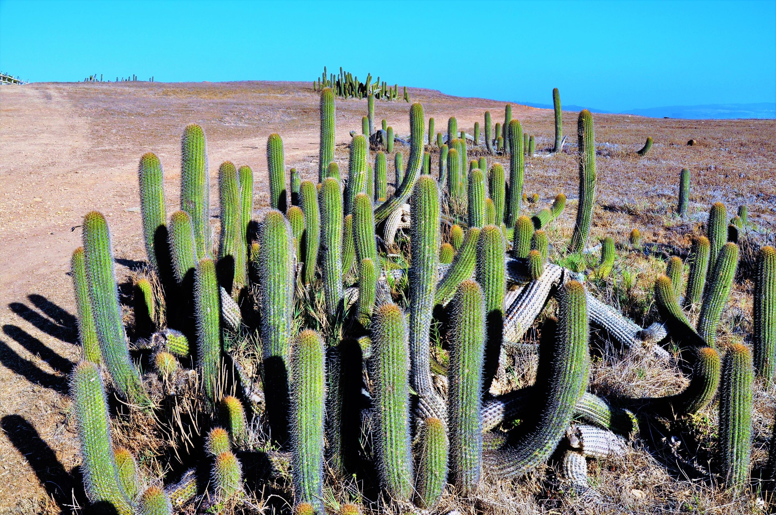 The Process and Benefits of Saguaro Cactus Removal