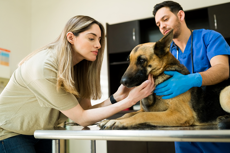 Choose Vet Clinics in Singapore for Your Pet’s Health- Check-up