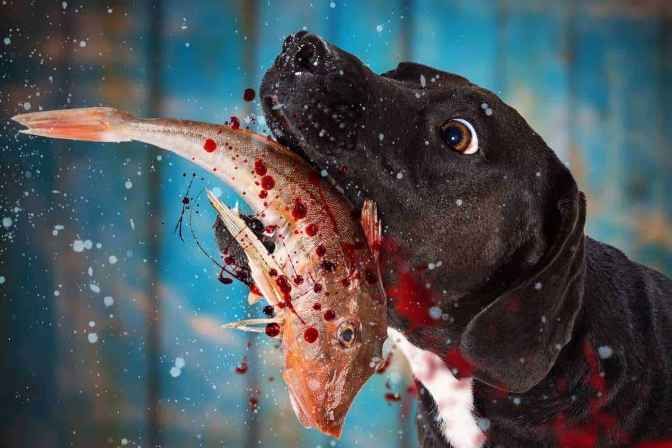 fish-for-dogs