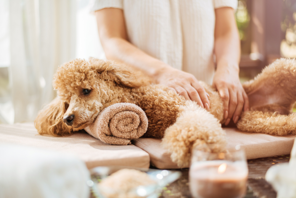 5 Ways Deep Massaging Therapy Can Help Your Puppy