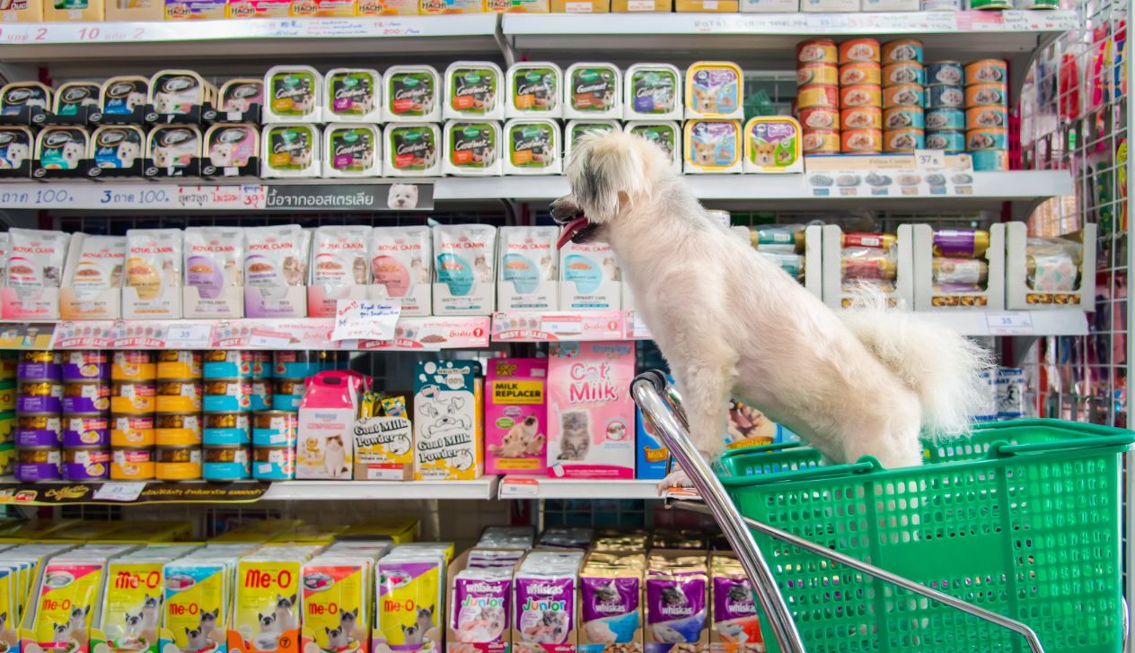 Finding the Perfect Puppy at a Puppies Store
