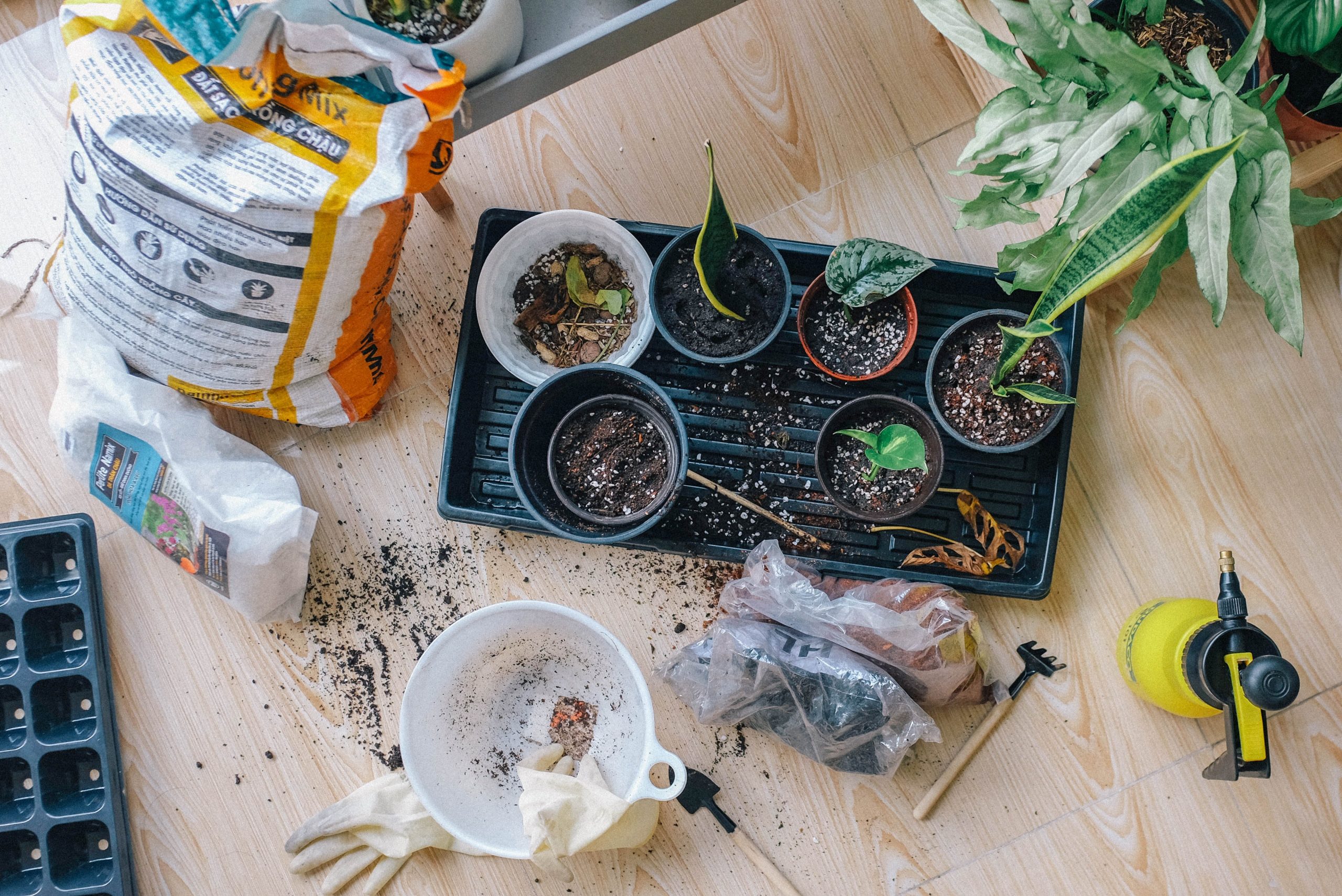 Advantages of Purchasing from a Plant Nursery Supplier 