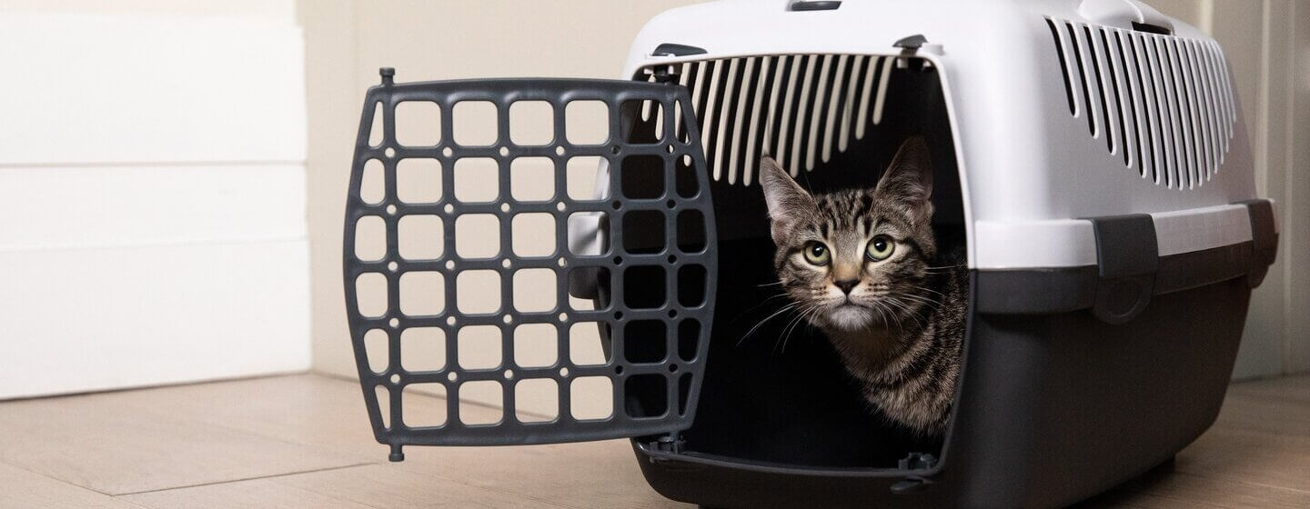 Cat inside a travel carrier.