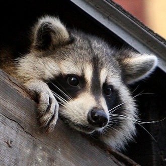 Raccoon Removal in Southern Ontario During Baby Season
