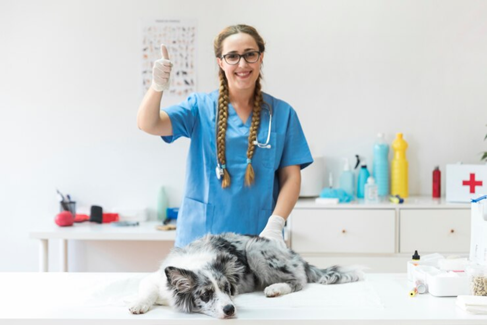 Important Considerations For Selecting An Emergency Veterinary Clinic