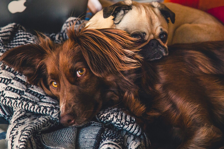 The Basic Necessities of Proper Pet Care