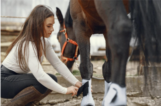 Facts Horse Owners Should Know About Navicular Disease and Treatment