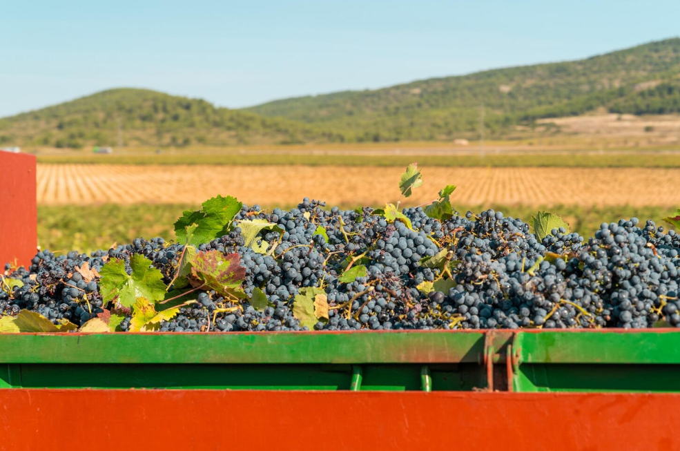 What Makes Paso Robles Wines So Unique?